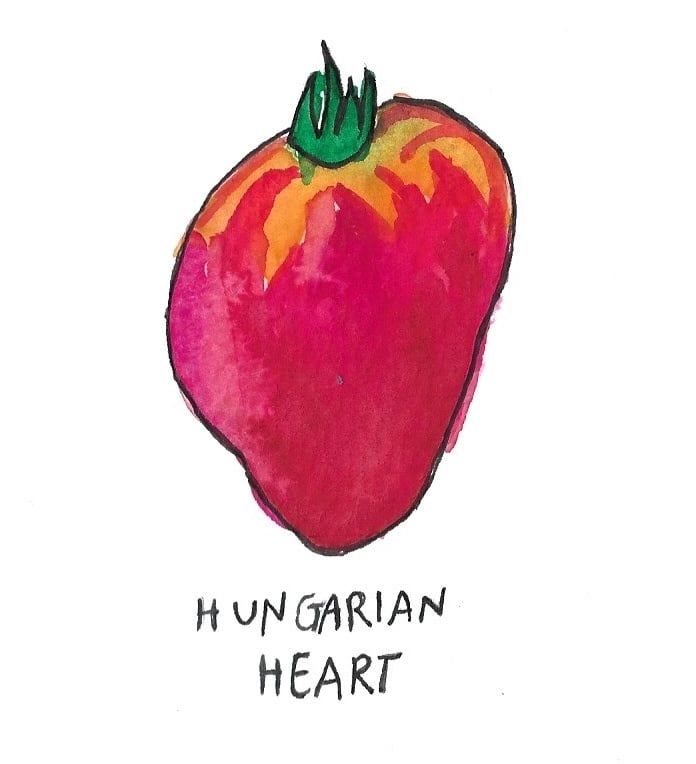 Two Pony Gardens 'Hungarian Heart' Heirloom Tomato Plant