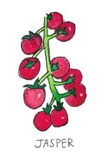 Two Pony Gardens 'Jasper' Hybrid Tomato Plant