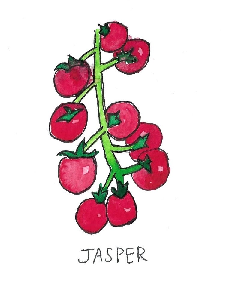 Two Pony Gardens 'Jasper' Hybrid Tomato Plant
