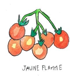 Two Pony Gardens 'Jaune Flamme' Heirloom Tomato Plant - LOCAL PICKUP ONLY