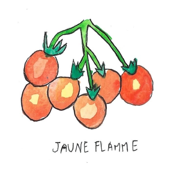 Two Pony Gardens 'Jaune Flamme' Heirloom Tomato Plant