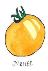 Two Pony Gardens 'Jubilee' Heirloom Tomato Plant