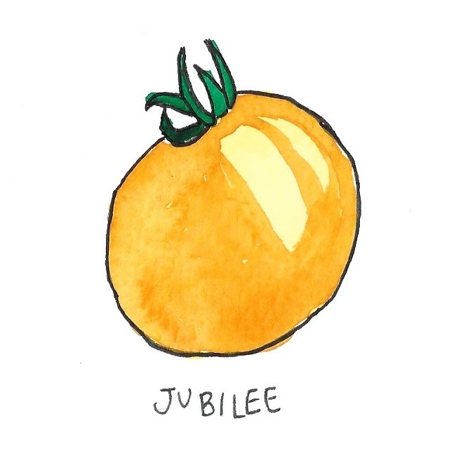 Two Pony Gardens 'Jubilee' Heirloom Tomato Plant