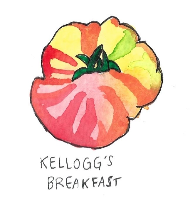 Two Pony Gardens 'Kellogg's Breakfast' Heirloom Tomato Plant