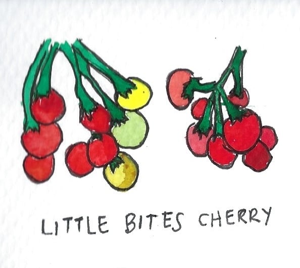 Two Pony Gardens 'Little Bites Cherry' Hybrid Tomato Plant