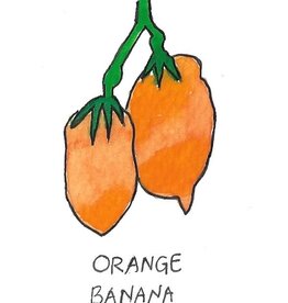 Two Pony Gardens 'Orange Banana' Heirloom Tomato Plant - LOCAL PICKUP ONLY