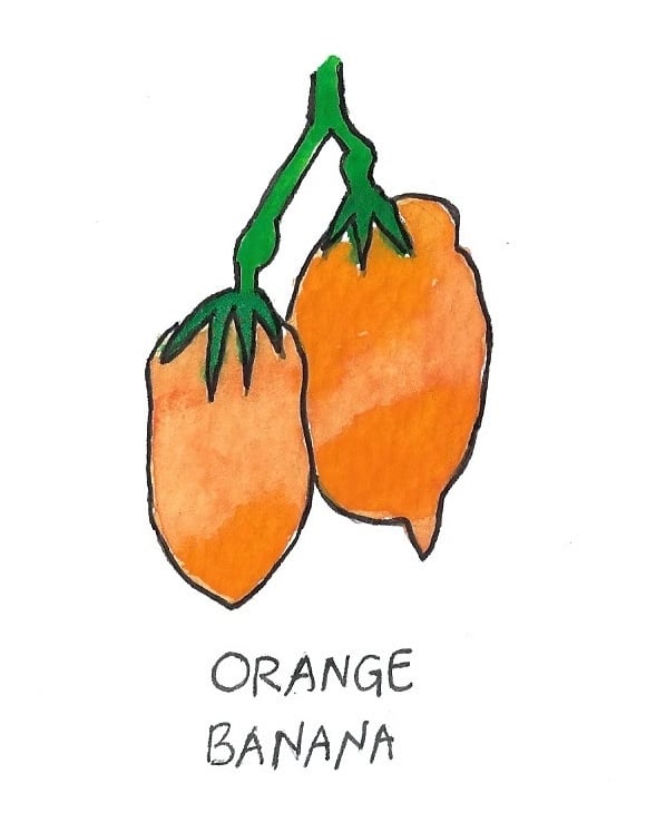 Two Pony Gardens 'Orange Banana' Heirloom Tomato Plant