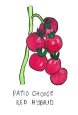 Two Pony Gardens 'Patio Choice' Hybrid Tomato Plant