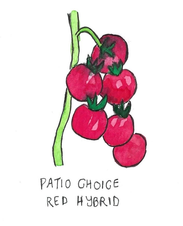 Two Pony Gardens 'Patio Choice' Hybrid Tomato Plant