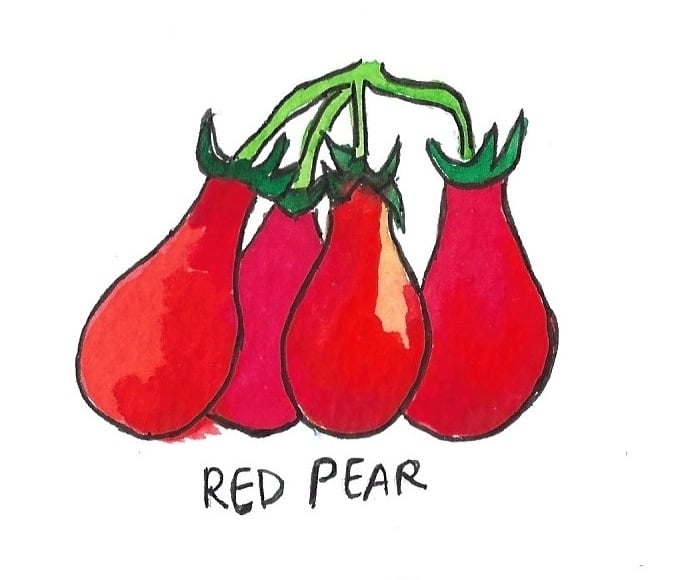Two Pony Gardens 'Red Pear' Heirloom Tomato Plant