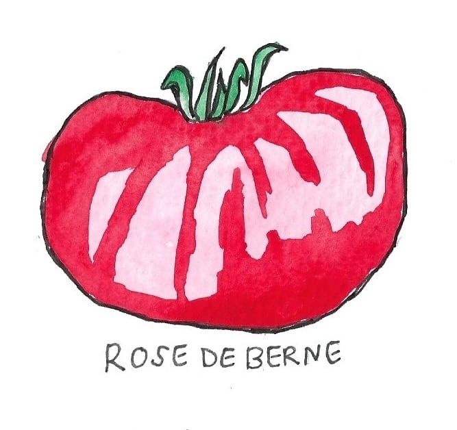Two Pony Gardens 'Rose De Berne' Heirloom Tomato Plant