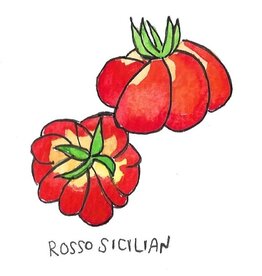 Two Pony Gardens 'Rosso Sicilian' Heirloom Tomato Plant - LOCAL PICKUP ONLY