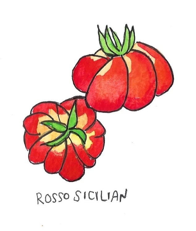 Two Pony Gardens 'Rosso Sicilian' Heirloom Tomato Plant