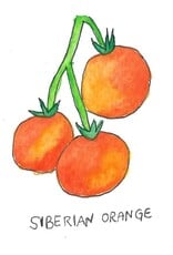 Two Pony Gardens 'Siberian Orange' Heirloom Tomato Plant