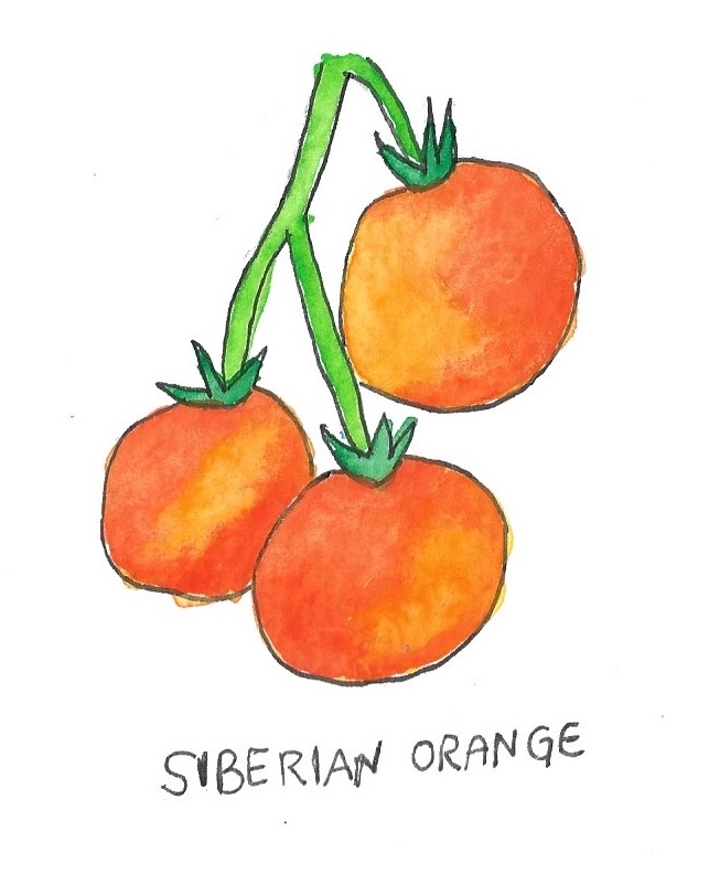 Two Pony Gardens 'Siberian Orange' Heirloom Tomato Plant