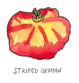 Two Pony Gardens 'Striped German' Heirloom Tomato Plant - LOCAL PICKUP ONLY