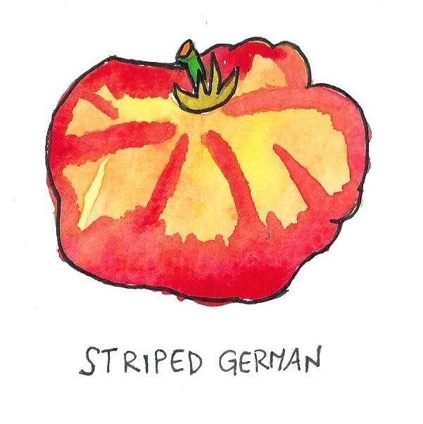 Two Pony Gardens 'Striped German' Heirloom Tomato Plant