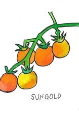 Two Pony Gardens 'Sungold' Hybrid Tomato Plant