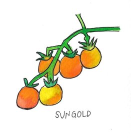 Two Pony Gardens 'Sungold' Hybrid Tomato Plant - LOCAL PICKUP. ONLY