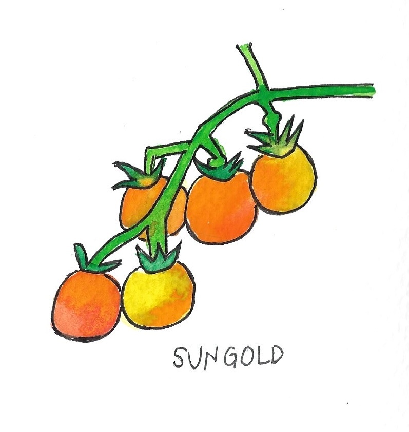 Two Pony Gardens 'Sungold' Hybrid Tomato Plant
