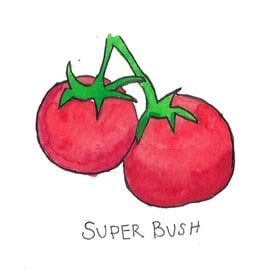 Two Pony Gardens 'Super Bush' Hybrid Tomato Plant - LOCAL PICKUP ONLY