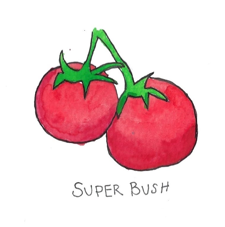 Two Pony Gardens 'Super Bush' Hybrid Tomato Plant