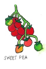 Two Pony Gardens 'Sweet Pea' Heirloom Tomato Plant- LOCAL PICKUP ONLY