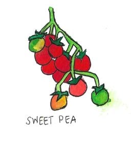Two Pony Gardens 'Sweet Pea' Heirloom Tomato Plant - LOCAL PICKUP ONLY