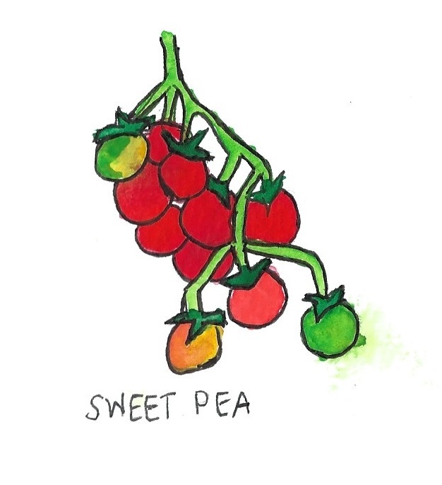 Two Pony Gardens 'Sweet Pea' Heirloom Tomato Plant- LOCAL PICKUP ONLY