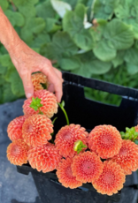 Two Pony Dahlia Plant ‘CORNEL BRONZE’