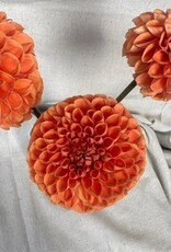 Two Pony Dahlia Plant ‘CORNEL BRONZE’