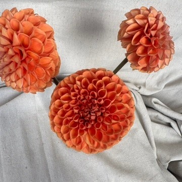 Two Pony Dahlia Plant ‘CORNEL BRONZE’