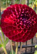 Two Pony Dahlia Plant ‘KEN'S CHOICE’