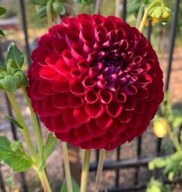 Two Pony Dahlia Plant ‘KEN'S CHOICE’