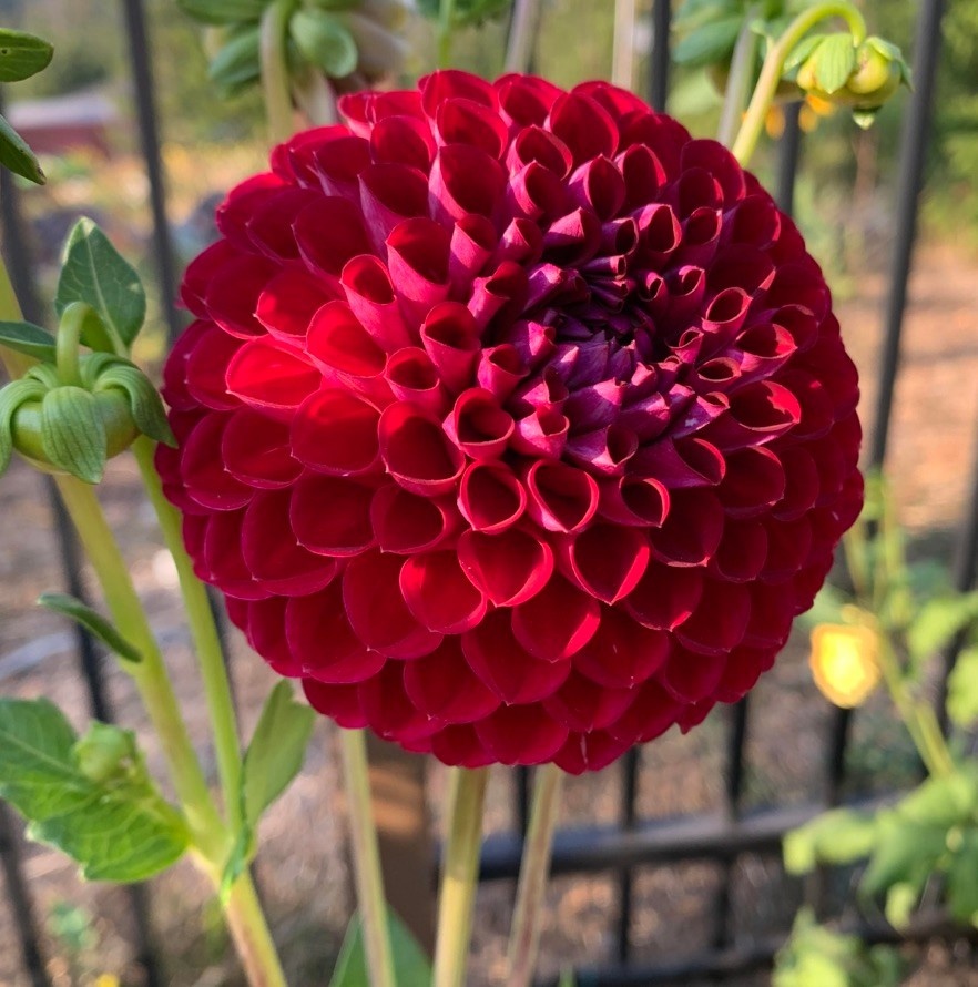 Two Pony Dahlia Plant ‘KEN'S CHOICE’