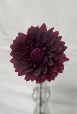 Joan's Collection @ Two Pony Two Pony Dahlia Plant 'BLACK Magic’ Joan's Collection
