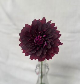 Two Pony Dahlia Plant 'BLACK Magic' Joan's Collection