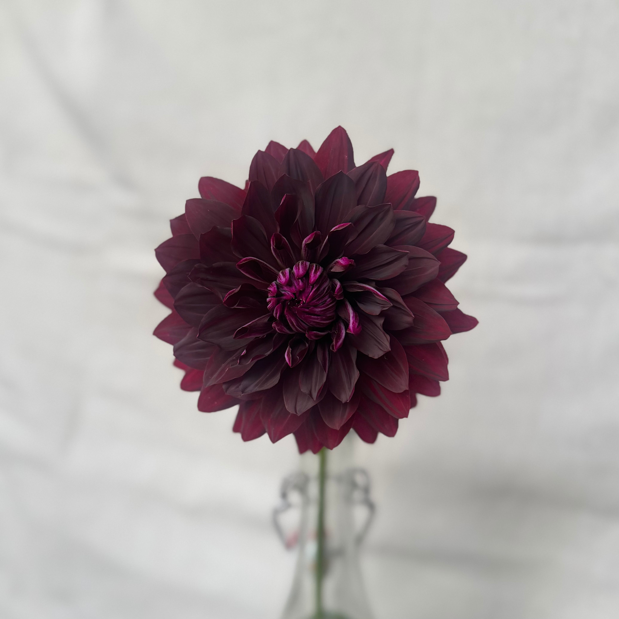 Joan's Collection @ Two Pony Two Pony Dahlia Plant 'BLACK Magic’ Joan's Collection