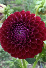 Two Pony Dahlia Plant ‘KEN'S CHOICE’