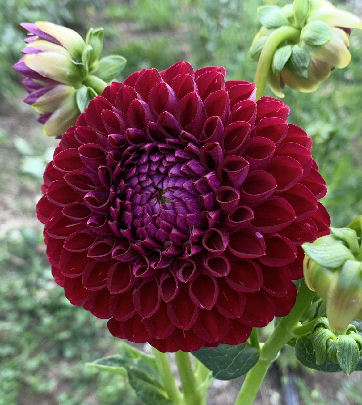 Two Pony Dahlia Plant ‘KEN'S CHOICE’