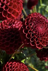 Two Pony Dahlia Plant ‘KEN'S CHOICE’