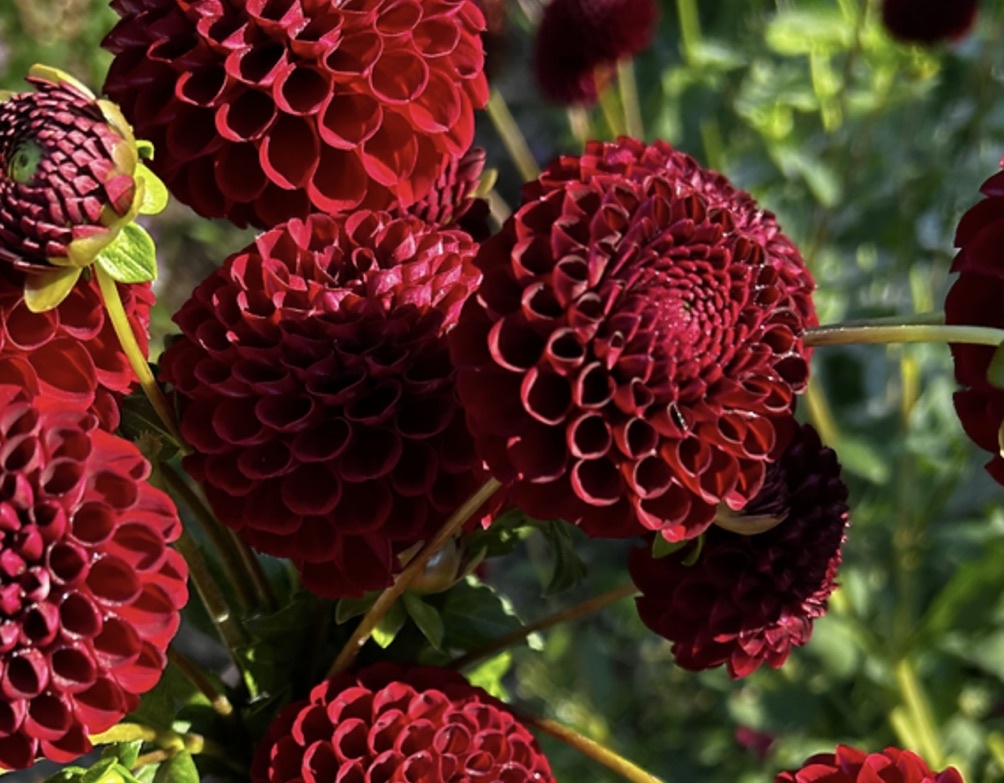 Two Pony Dahlia Plant ‘KEN'S CHOICE’