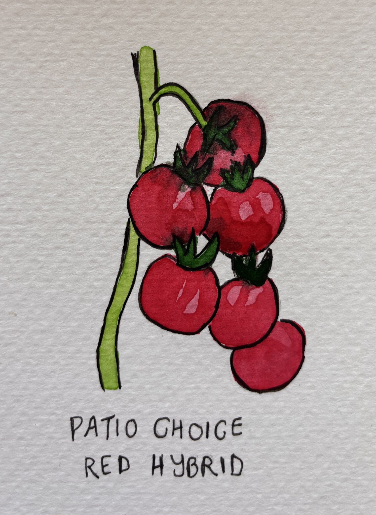 Two Pony Gardens 'Patio Choice' Hybrid Tomato Hanging Basket- LOCAL PICKUP ONLY