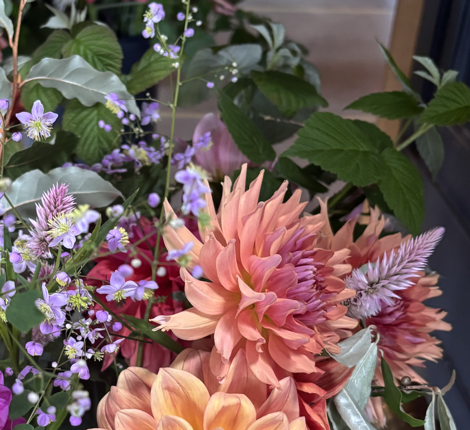 Two Pony Dahlia Plant 'TERRACOTTA’