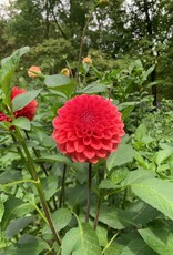 Two Pony Dahlia Plant 'INTRIGUE’
