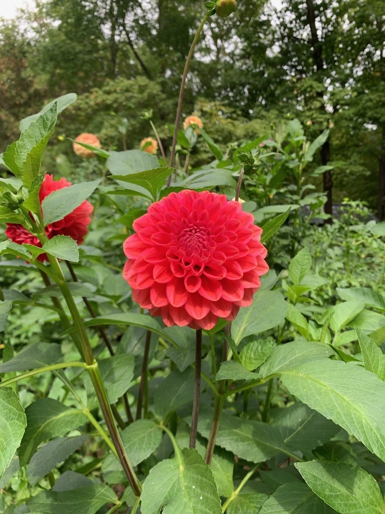 Two Pony Dahlia Plant 'INTRIGUE’