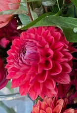 Two Pony Dahlia Plant 'INTRIGUE’