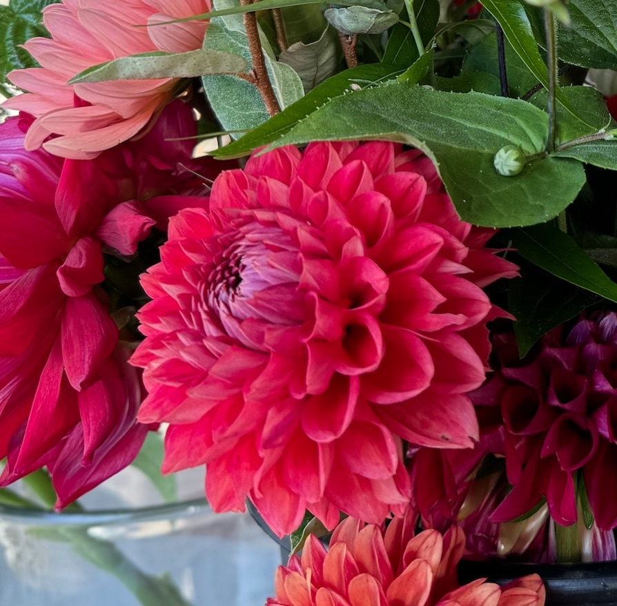 Two Pony Dahlia Plant 'INTRIGUE’