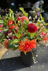 Two Pony Gardens 2026 Dahlia Bucket Subscription (6 weeks)