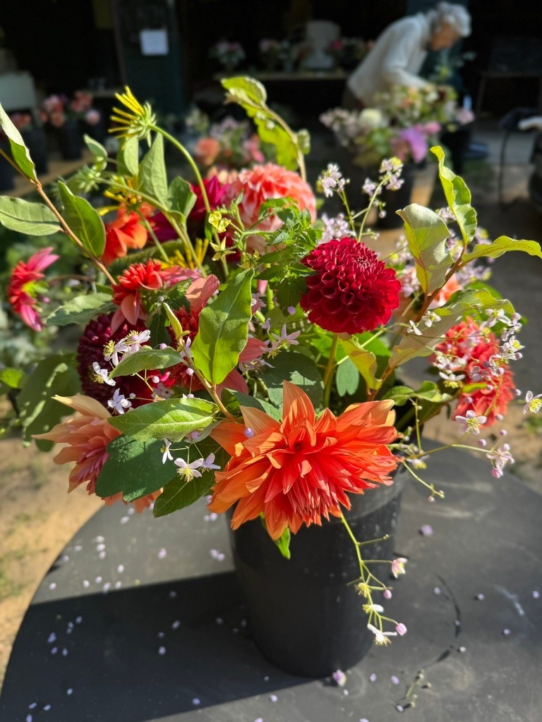 2026 Two Pony Gardens Dahlia Subscription Share